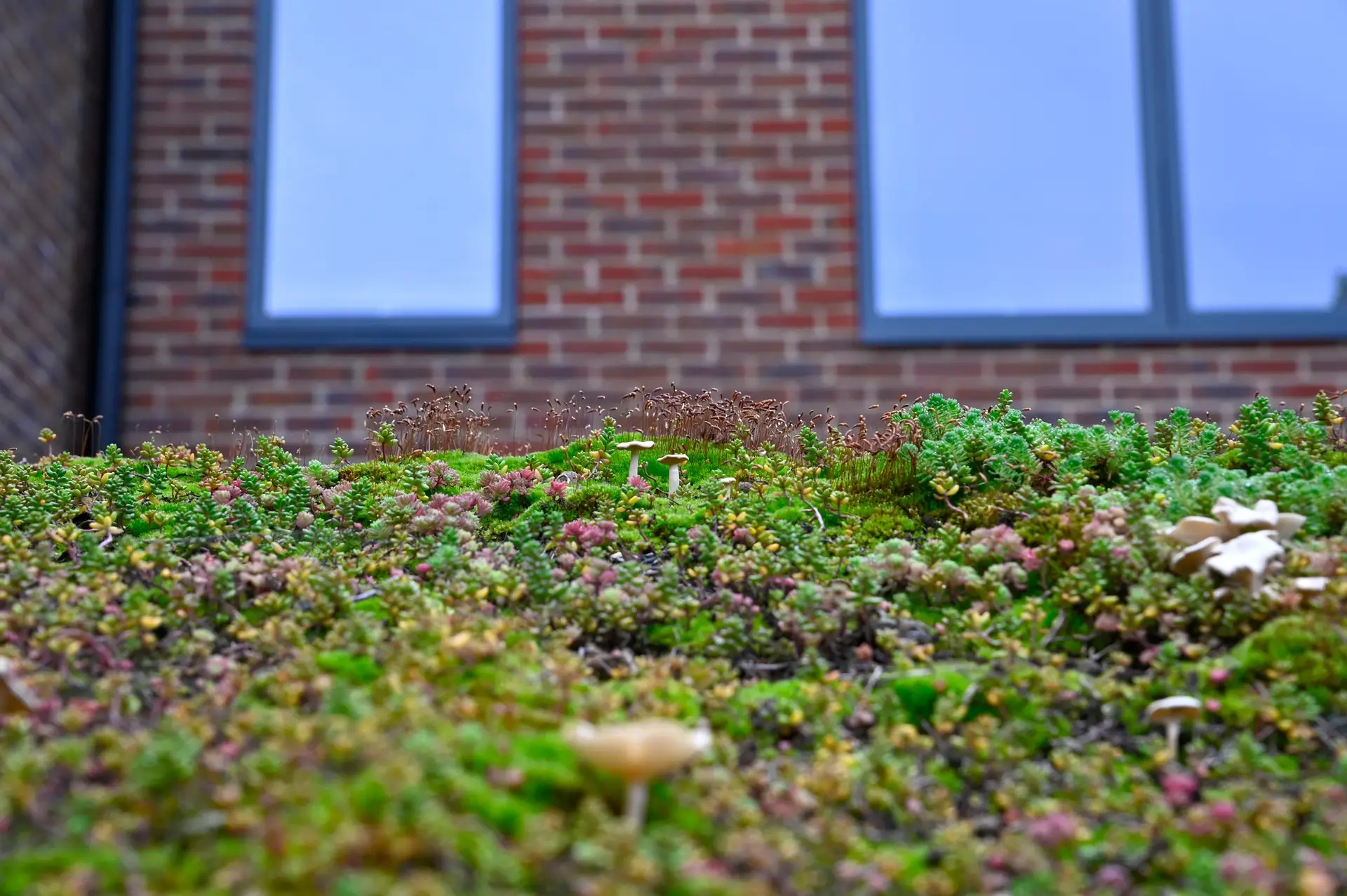Green roof in urban environment. Eco roofing on a garden shed.